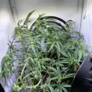 Amnesia Z Auto (FastBuds), 30x30x60, 50W