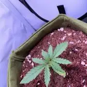 Amnesia Z Auto (FastBuds), 30x30x60, 50W