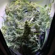 Amnesia Z Auto (FastBuds), 30x30x60, 50W
