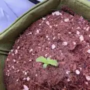 Amnesia Z Auto (FastBuds), 30x30x60, 50W