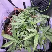 Amnesia Z Auto (FastBuds), 30x30x60, 50W