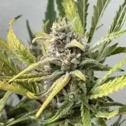 Amnesia Z Auto (FastBuds), 30x30x60, 50W