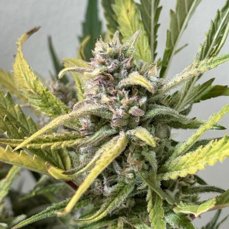 Amnesia Z Auto (FastBuds), 30x30x60, 50W