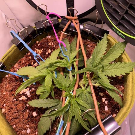 Amnesia Z Auto (FastBuds), 30x30x60, 50W