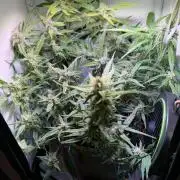 Amnesia Z Auto (FastBuds), 30x30x60, 50W