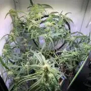 Amnesia Z Auto (FastBuds), 30x30x60, 50W