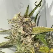 Amnesia Z Auto (FastBuds), 30x30x60, 50W