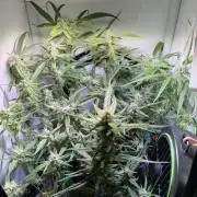 Amnesia Z Auto (FastBuds), 30x30x60, 50W