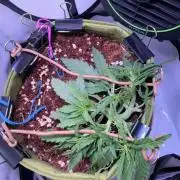 Amnesia Z Auto (FastBuds), 30x30x60, 50W