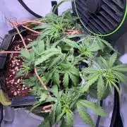 Amnesia Z Auto (FastBuds), 30x30x60, 50W