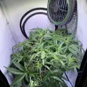 Amnesia Z Auto (FastBuds), 30x30x60, 50W