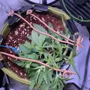 Amnesia Z Auto (FastBuds), 30x30x60, 50W