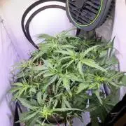 Amnesia Z Auto (FastBuds), 30x30x60, 50W