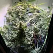 Amnesia Z Auto (FastBuds), 30x30x60, 50W