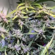 Amnesia Z Auto (FastBuds), 30x30x60, 50W