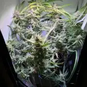 Amnesia Z Auto (FastBuds), 30x30x60, 50W