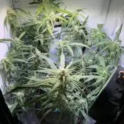 Amnesia Z Auto (FastBuds), 30x30x60, 50W