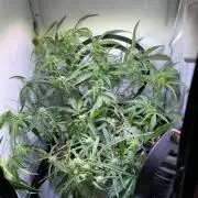 Amnesia Z Auto (FastBuds), 30x30x60, 50W