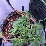 Amnesia Z Auto (FastBuds), 30x30x60, 50W