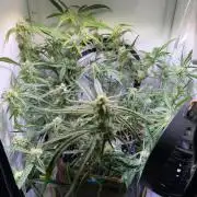 Amnesia Z Auto (FastBuds), 30x30x60, 50W
