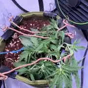 Amnesia Z Auto (FastBuds), 30x30x60, 50W