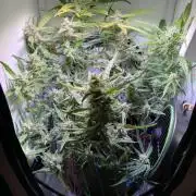 Amnesia Z Auto (FastBuds), 30x30x60, 50W