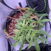 Amnesia Z Auto (FastBuds), 30x30x60, 50W