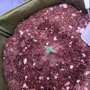 Amnesia Z Auto (FastBuds), 30x30x60, 50W