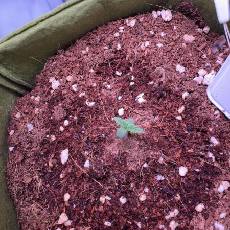 Amnesia Z Auto (FastBuds), 30x30x60, 50W