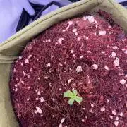 Amnesia Z Auto (FastBuds), 30x30x60, 50W