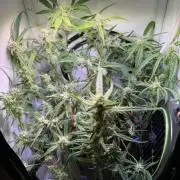 Amnesia Z Auto (FastBuds), 30x30x60, 50W