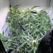 Amnesia Z Auto (FastBuds), 30x30x60, 50W