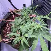 Amnesia Z Auto (FastBuds), 30x30x60, 50W