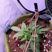 Amnesia Z Auto (FastBuds), 30x30x60, 50W