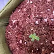 Amnesia Z Auto (FastBuds), 30x30x60, 50W