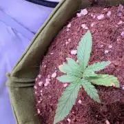 Amnesia Z Auto (FastBuds), 30x30x60, 50W