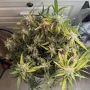 Amnesia Z Auto (FastBuds), 30x30x60, 50W