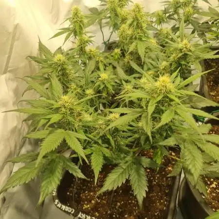 Lemon Cherry Cookies Auto