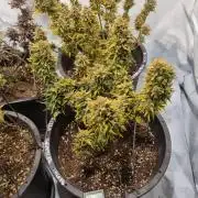 Gorilla Skittelz 21.08.25