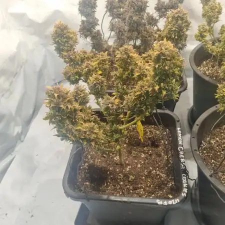 Lemon Cherry Cookies Auto