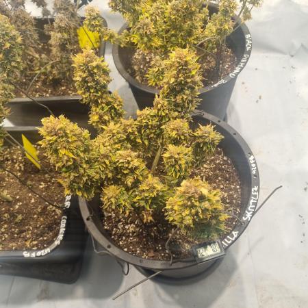 Gorilla Skittelz 21.08.25