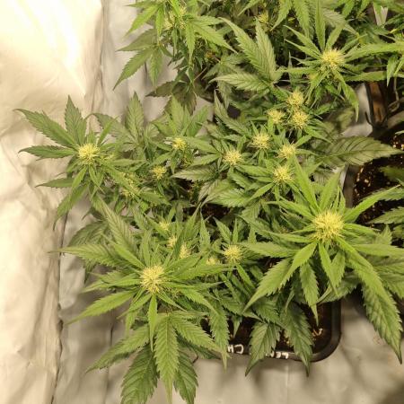 Lemon Cherry Cookies Auto
