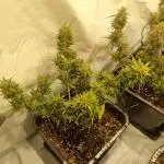 Lemon Cherry Cookies Auto