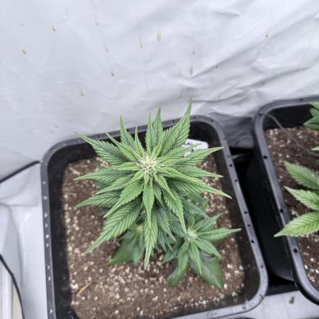 Fastbuds Ztrawberriez Auto