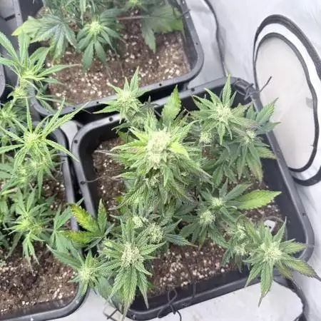 Fastbuds Guava Auto