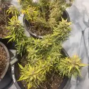 Gorilla Skittelz 21.08.25