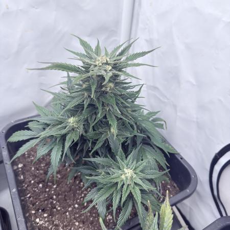 Papaya Cookies Auto