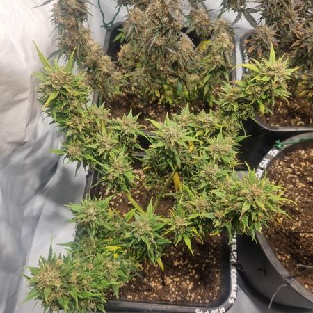 Lemon Cherry Cookies Auto