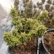 Lemon Cherry Cookies Auto