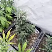 Fastbuds Ztrawberriez Auto